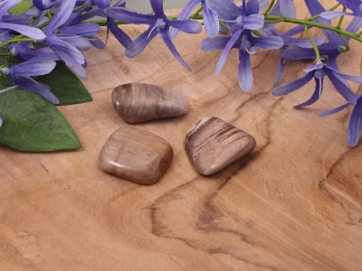 Afbeelding van Versteend hout trommelsteen 5-10 gram