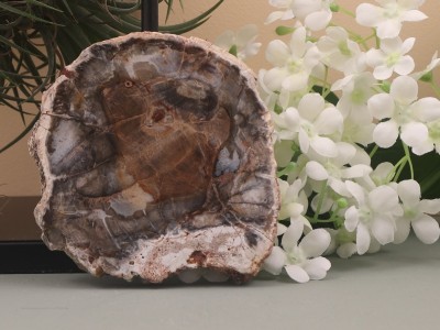 Afbeelding van Versteend hout schijf 188 gram