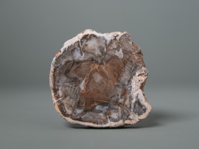 Afbeelding van Versteend hout schijf 188 gram