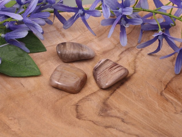 Afbeelding voor Versteend hout trommelsteen 5-10 gram